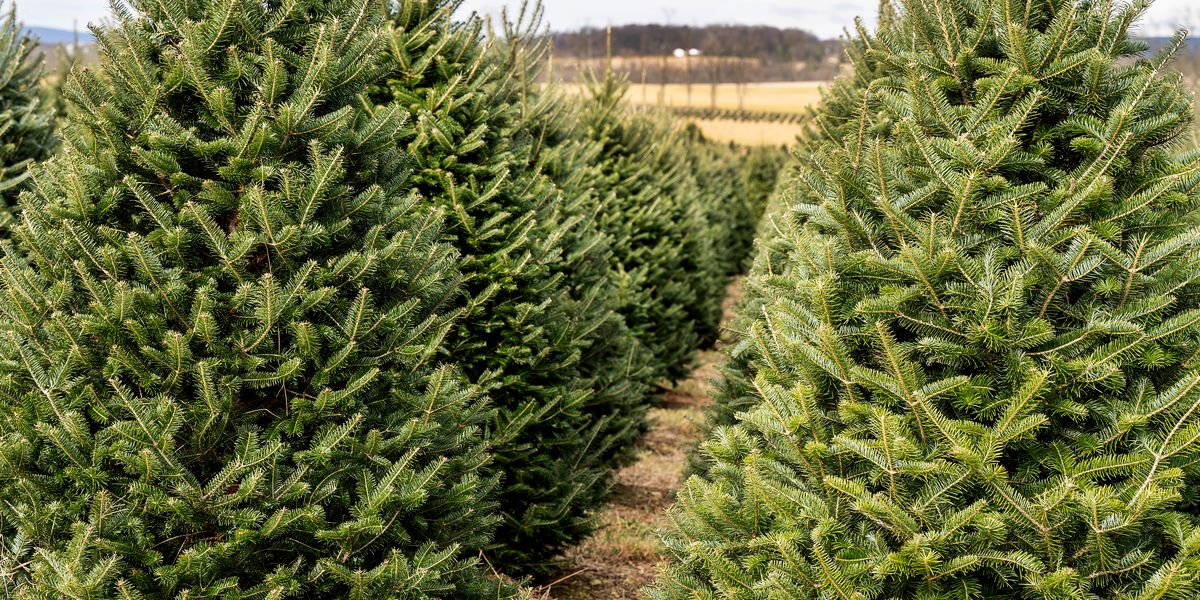 When do YOU Put your Christmas Tree Up ? Y95.5